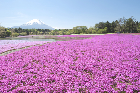 富士芝樱祭