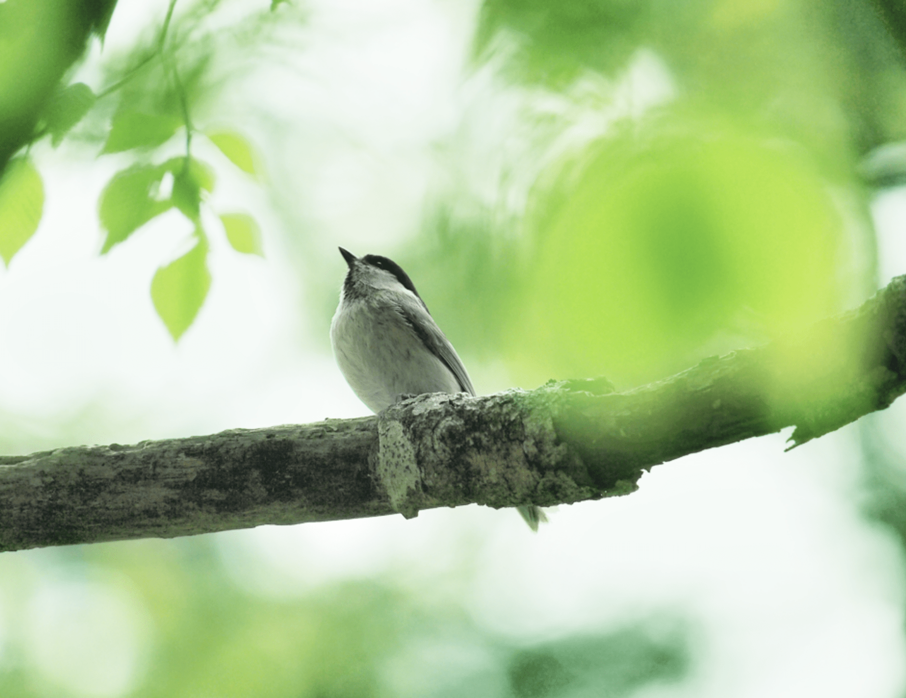 Habitat of diverse plants and animals