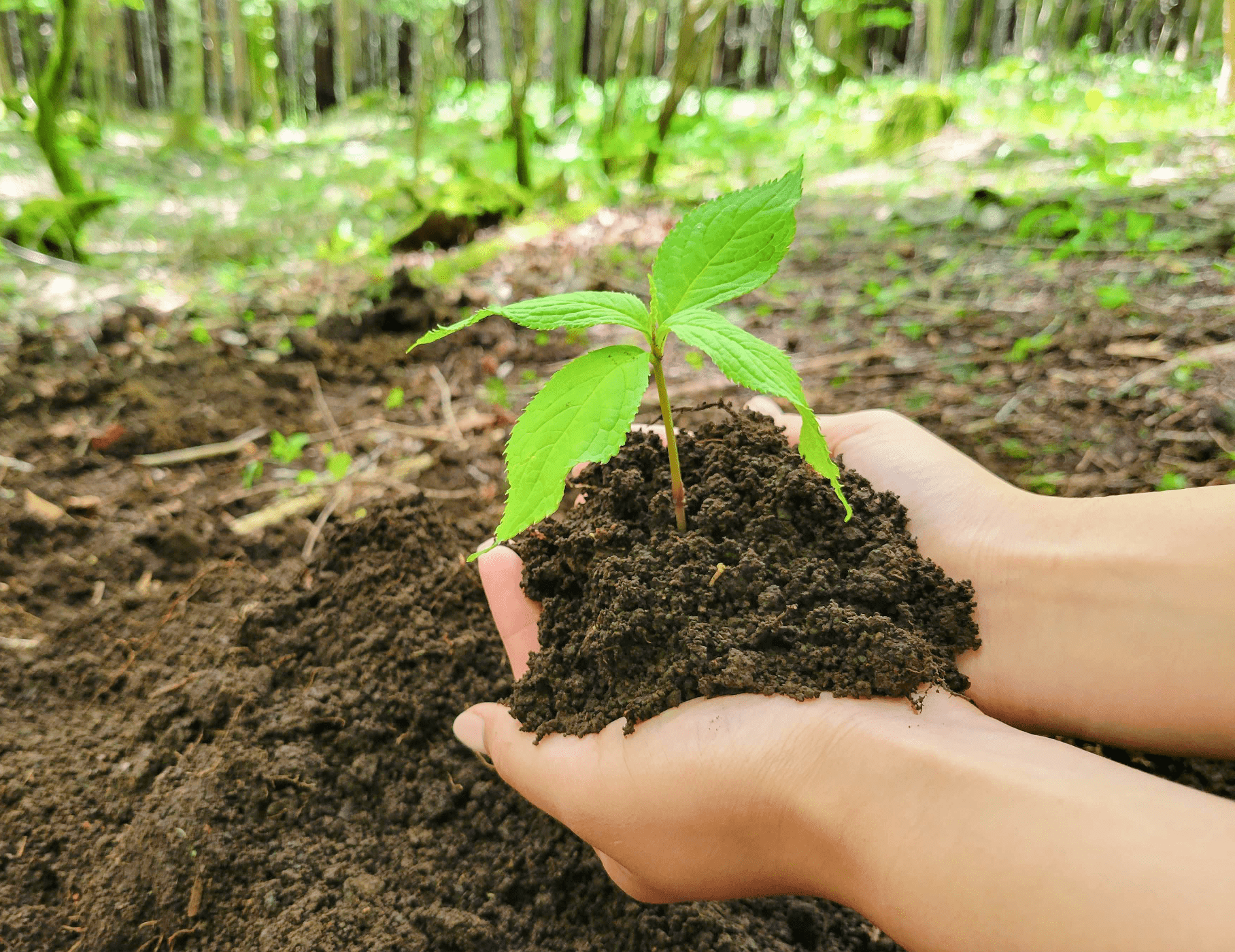 Afforestation begins with soil creation