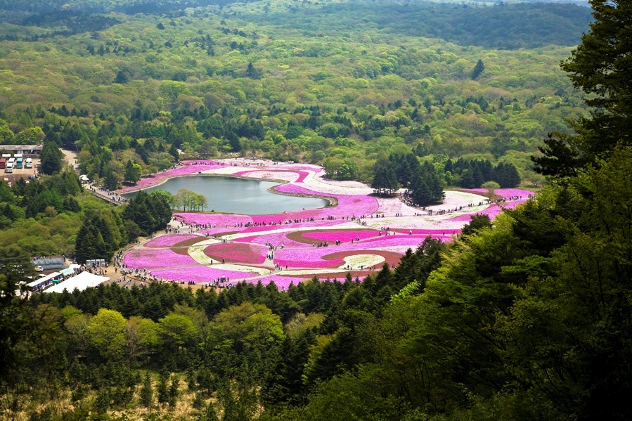 富士芝桜まつり